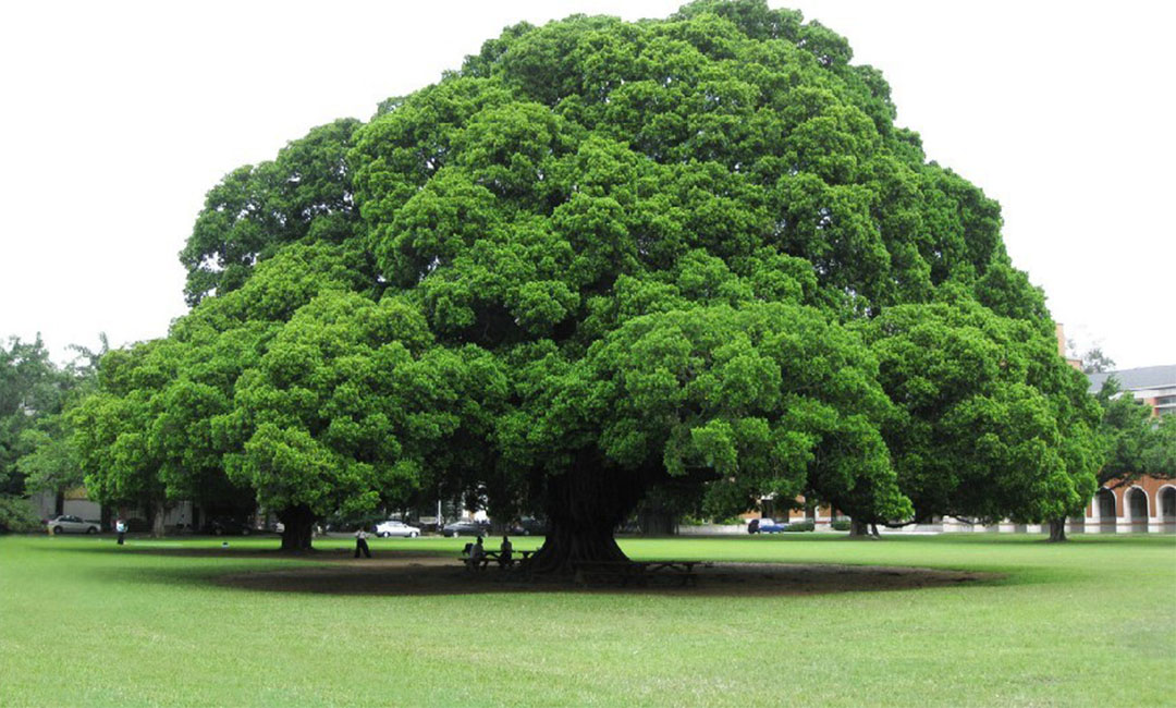 东方金榕树服务号代运营案例